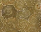 Polished Fossil Coral (Actinocyathus) - Morocco #100580-1